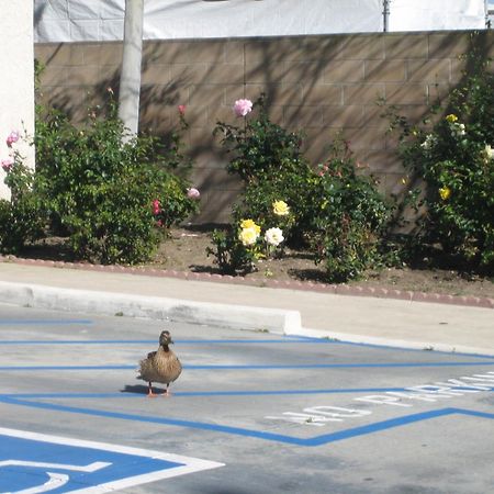 Oceanview Motel Huntington Beach Exterior photo