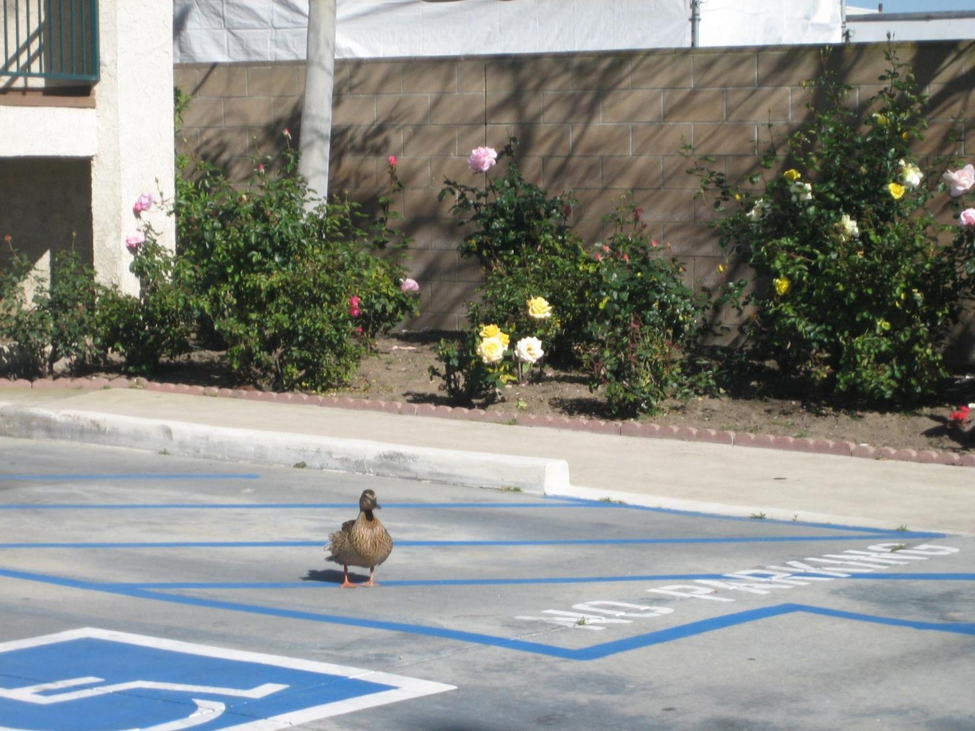 Oceanview Motel Huntington Beach Exterior photo